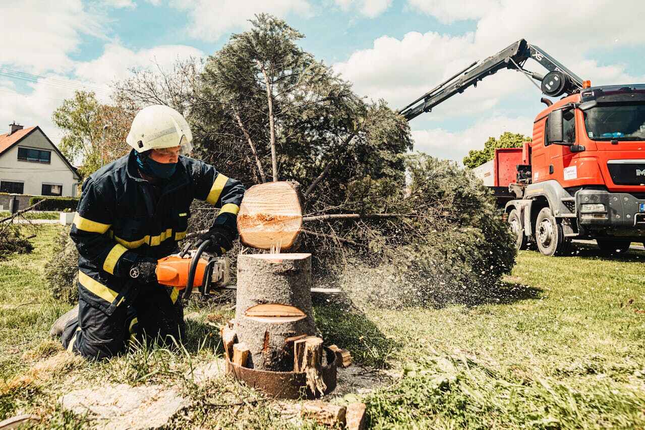 Best Tree Root Removal  in Spring Lake, MI